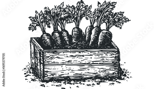 Harvested carrots in a wooden crate with green leafy tops. Vector hand drawn illustration