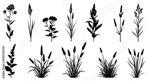 various plants and flowers depicted in black and white silhouettes