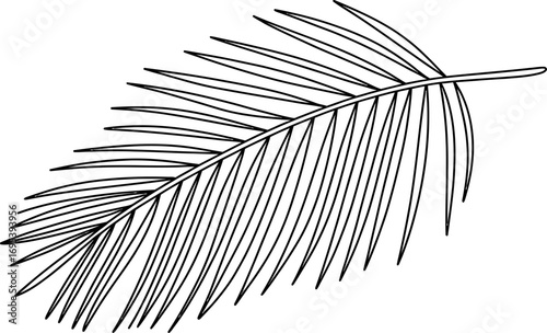 Black and White Palm Frond Outline