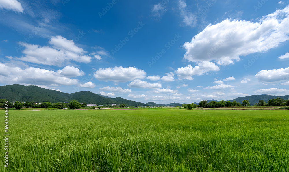 Obraz premium A Lush Green Paddy Field Under a Clear Blue Sky with White Fluffy Clouds on a Bright Sunny Day. generative aI