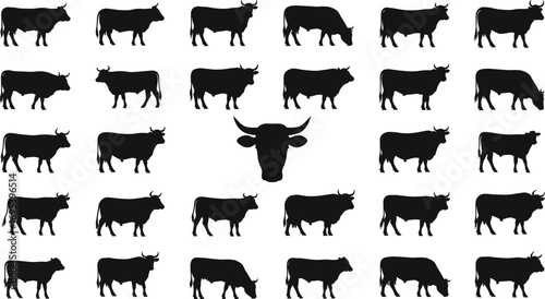 Black silhouette collection of cows standing, grazing, and facing forward, diverse farm cattle poses, isolated on white background, agricultural livestock set