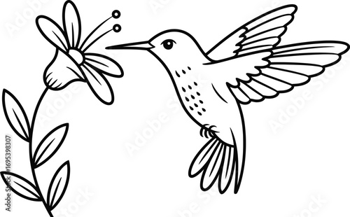 Hummingbird Feeding on a Flower