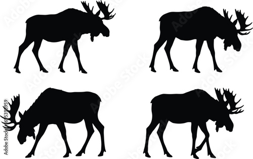 Moose silhouette in walking and grazing poses, wildlife animal vector illustration, elk antlers design, black forest mammal, hunting nature graphic