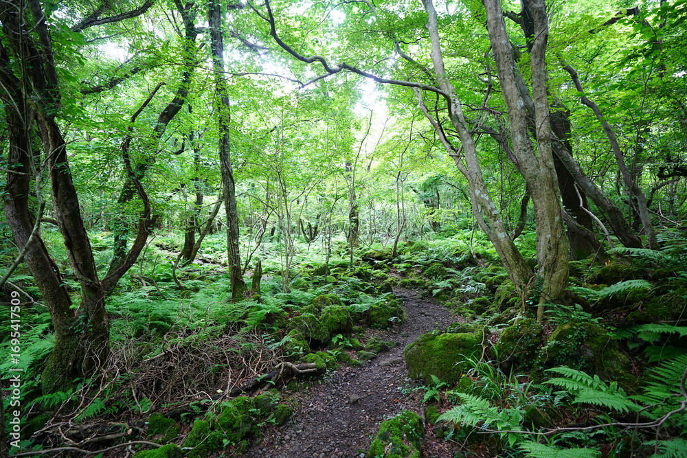 Fototapeta premium old forest path through mossy rocks