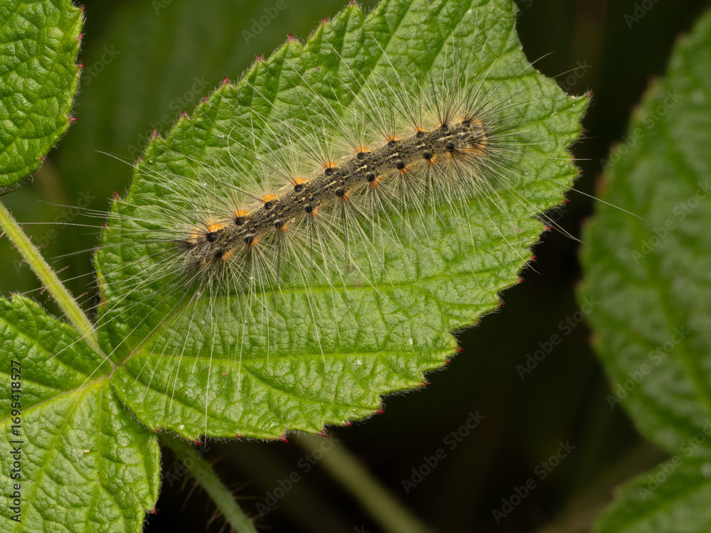 Fototapeta premium Overhead Photograph of a Fall Webworm Caterpillar on a Green Leaf