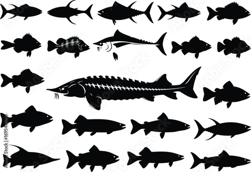 Collection of freshwater and saltwater fish silhouettes, vector illustration featuring sturgeon, tuna, and various aquatic species for fishing, marine, and wildlife designs