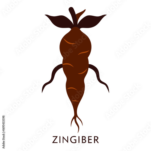 Zingiber Officinale Vector Illustration Ginger Root Culinary Spice Design