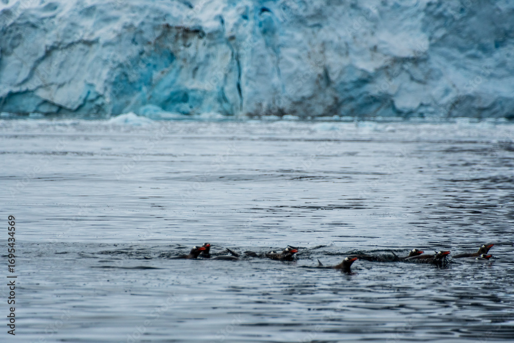 Fototapeta premium Telephoto of a group of Gentoo Penguins -Pygoscelis papua- jumping and swimming among the Antarctic sea ice. Antarctic Peninsula.