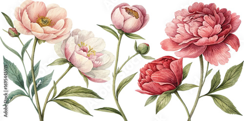 Watercolor Peonies