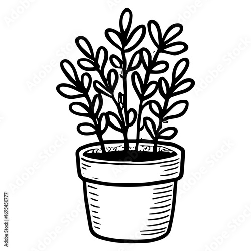 Jade Plant (Crassula ovata)