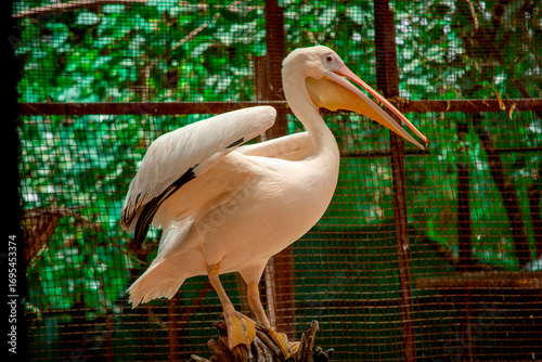 Rosy Pelican | Pelican | Bird