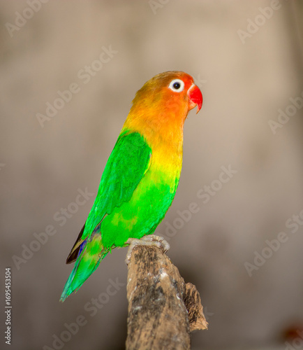 Fischer's Lovebird | Lovebird | Colorful Parrot
