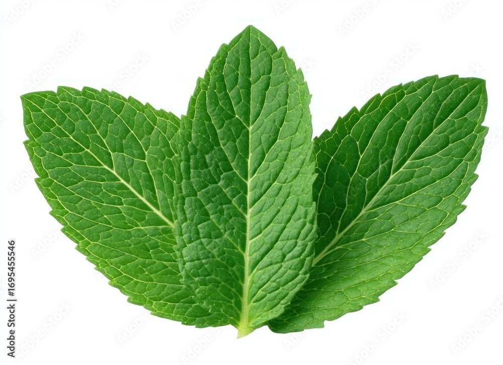 Fototapeta premium Three vibrant green mint leaves grouped, showcasing texture against a clean, white backdrop