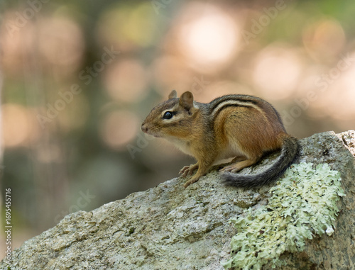 Close Up of an Eastern Chipmunk on a Boulder in Maine Photographed in Profile