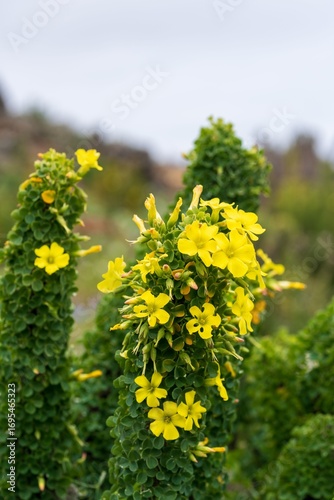 A native plant, identified as 'churqui' or 'churco' near the Llanos de Challe National Park
