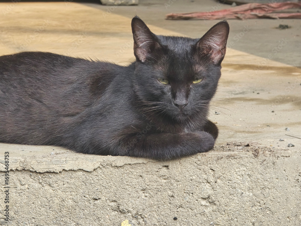 Fototapeta premium black cat on the ground