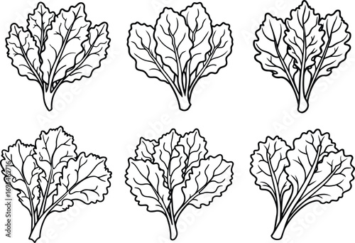 mustard greens vegetables collection line art, black outline, vector and illustration