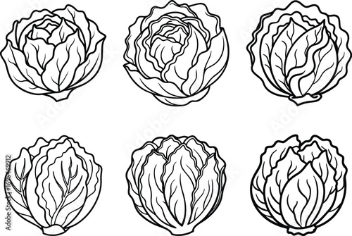 Set of napa cabbage vegetable line art, black outline, vector and illustration