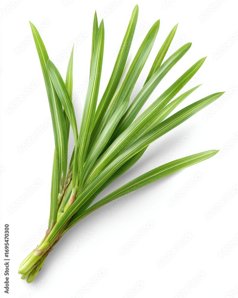 Obraz premium Fresh, vibrant bunch of long, slender green leaves