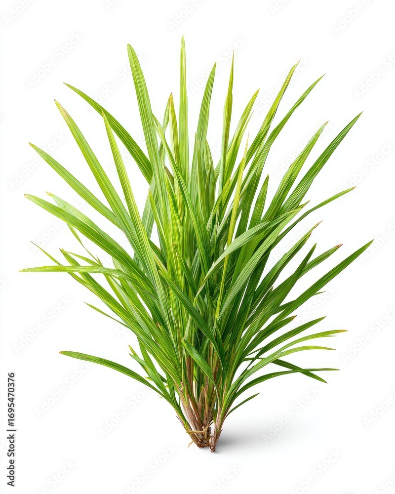 Fototapeta premium Lush green grass tuft against white (3)