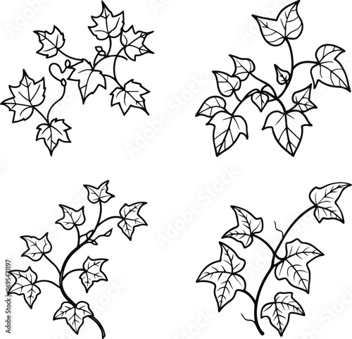 ivy plant collection line art, black outline, vector and illustration