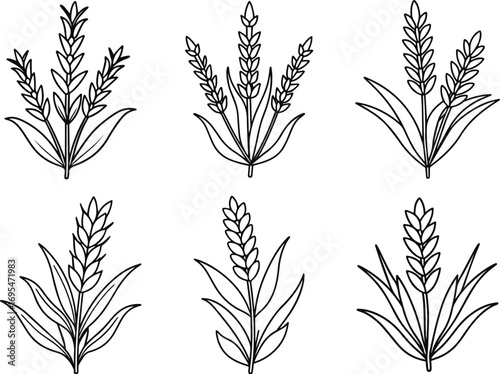 lavender plant collection line art, black outline, vector and illustration