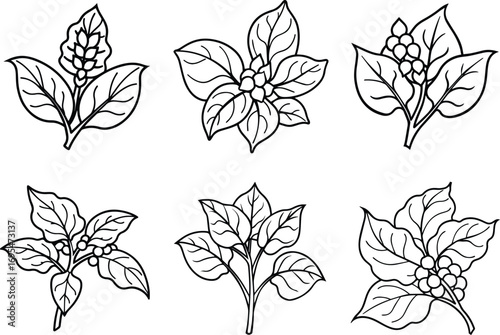 Malabar spinach branch line art, black outline, vector and illustration