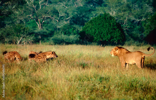 Lions and hyenas