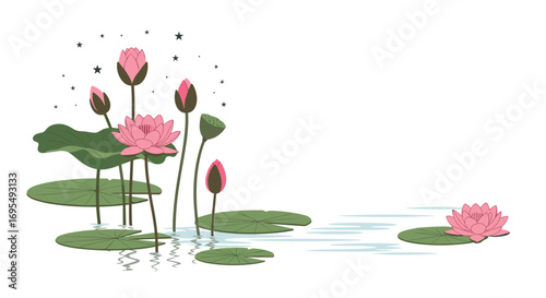 Elegant pink lotus flowers floating peacefully on water, creating a serene and calming vector illustration