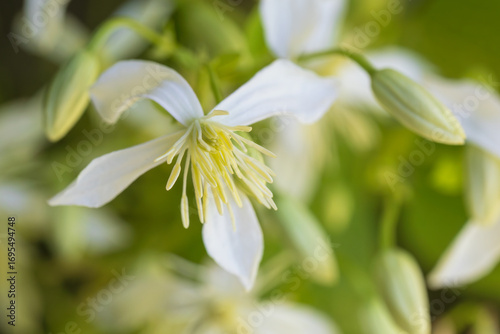 sweet autumn clematis, clematis terniflora