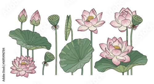 Elegant lotus flower botanical illustration for spa branding and tranquil wellness designs, beautiful floral art