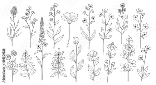Elegant botanical line art featuring wildflowers, perfect for spring designs and creative projects