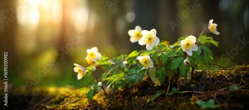Delicate white flowers with yellow centers grow on a mossy surface in a sunlit forest, with soft focus background