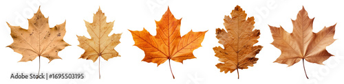 PNG Autumn leaves display variety, element set on transparent background