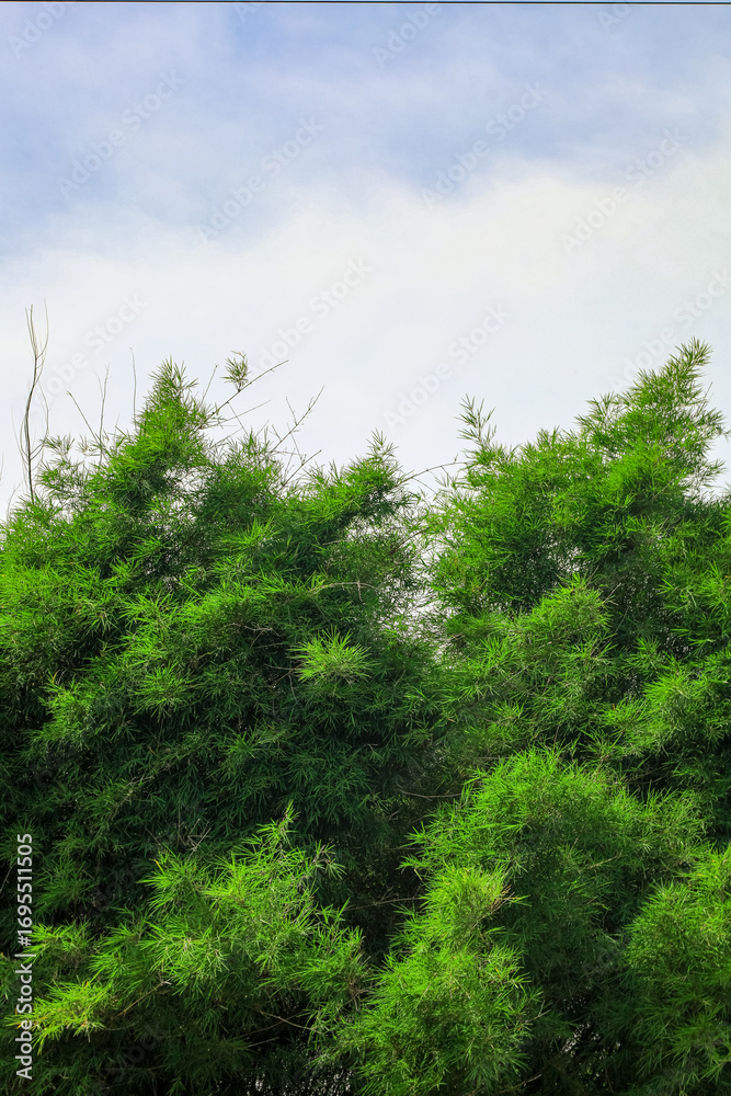 Fototapeta premium Lush Bright Green Bamboo Forest Against a Cloudy Sky Backdrop