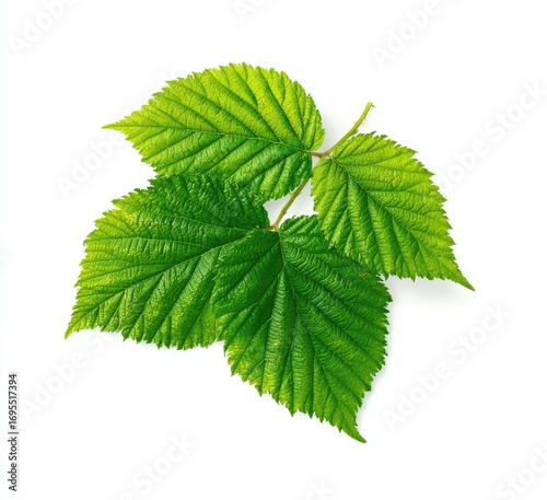 Fresh green raspberry leaves (3)