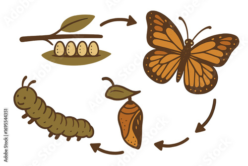Retro style butterfly life cycle illustration with caterpillar, chrysalis, eggs, and adult butterfly in earthy tones, vector cartoon showing metamorphosis stages, nature and insect concept