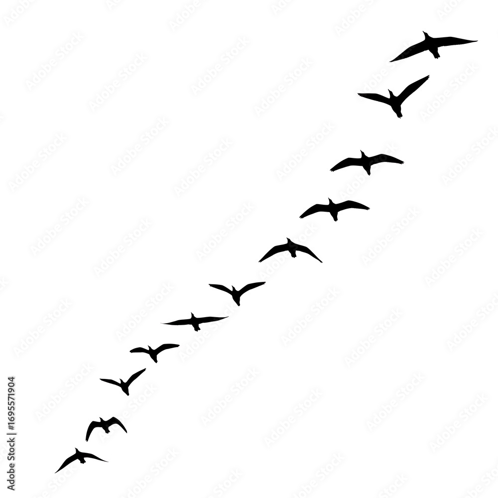 Fototapeta premium A diagonal flight of birds soars against a plain background, creating a sense of movement and freedom.