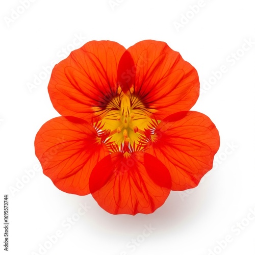 Wallpaper Mural Overhead View of a Red Nasturtium Flower Isolated on White Background Torontodigital.ca