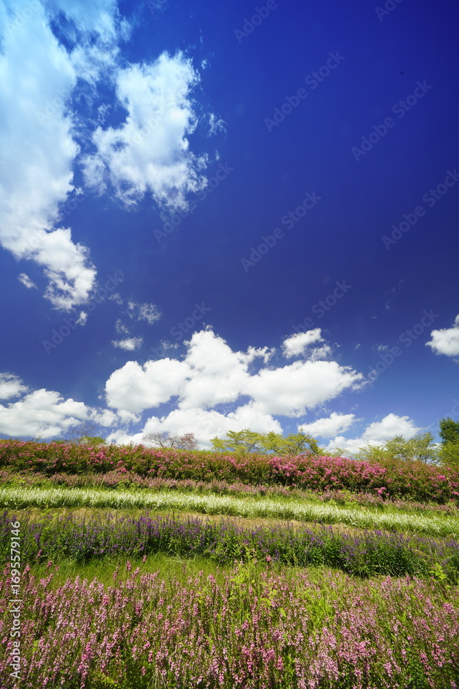 Obraz premium サルスベリの赤い花と青空