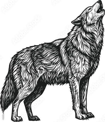 Detailed hand drawn wolf illustration in howling pose with fur texture, vintage black and white wildlife animal artwork vector design