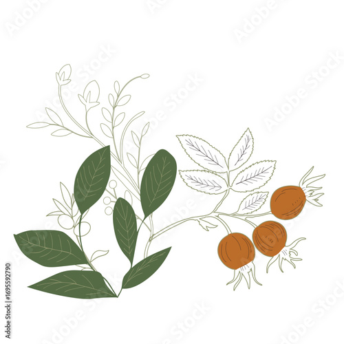 Set of drawn plants, berries on a branch rose hips. Vector