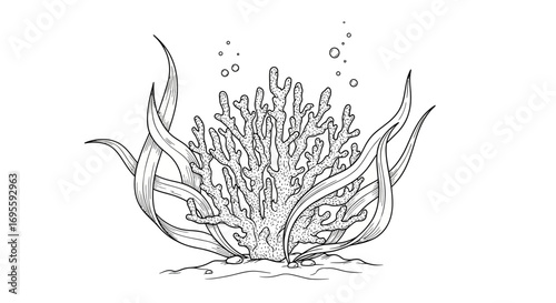 Detailed line art illustration of coral reef with seaweed and bubbles underwater serene ocean life