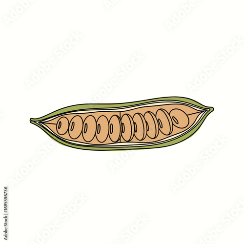 Vibrant illustration of a seed pod with seeds inside, ideal for educational or botanical designs today