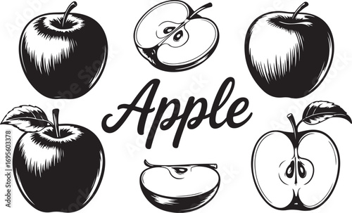 Engraved Apple Illustration Set Featuring Whole, Halved, and Sliced Apples