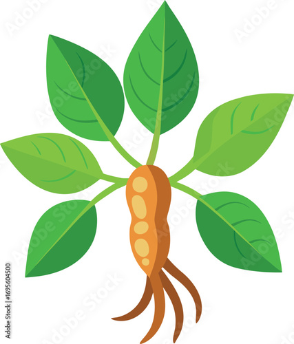 Botanical Illustration of a Healthy Ginseng Plant with Root and Green Leaves