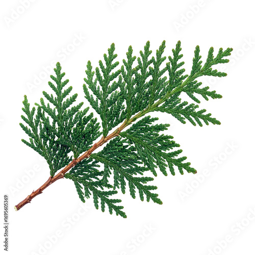  Organic Evergreen Cypress Sprig for Botanical Themes 