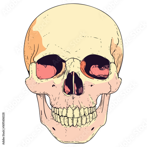 skull, halloween, festival, vector, transparent background, head, skeleton, death, dead, anatomy, horror, evil, scary, bones, danger, tattoo, mask