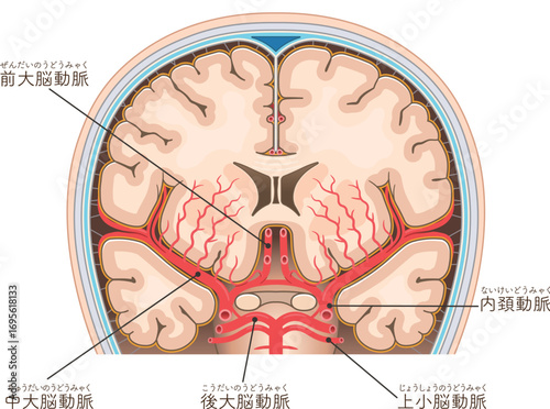 大脳の動脈のイラスト Illustration of the cerebral arteries