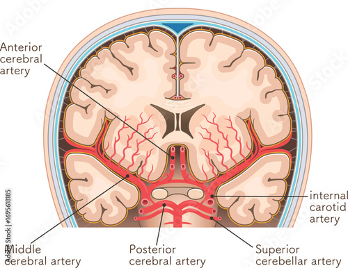 大脳の動脈のイラスト Illustration of the cerebral arteries